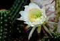The Echinopsis spachiana, commonly known as the white torch is a species of cactus native to South America.