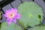 This one is easy, it is a Water Lily.