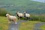 Three sheep on the trail to Glaslyn and white dots all over the hills…