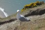 Mwnt: a hopeful seagull waiting for scraps of our picnic.
