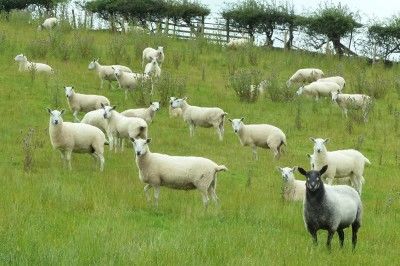 What would be Wales without all the sheep?