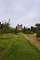 Approaching the tower from the east through the orchard. The alley is lined by apple and other fruit bearing trees.