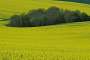 A bright and happy rapeseed field.