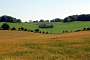 My favourite field near Cliddesden.