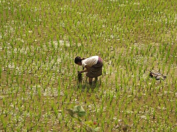 Rice paddies are literally everywhere