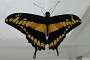 King Swallowtail (Papilio Heraclides Thoas), Americas.