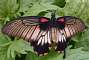 Great Mormon (Papilio Memnon), Asia.