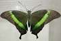 Emerald Swallowtail (Papilio Palinurus) from the Philippines.